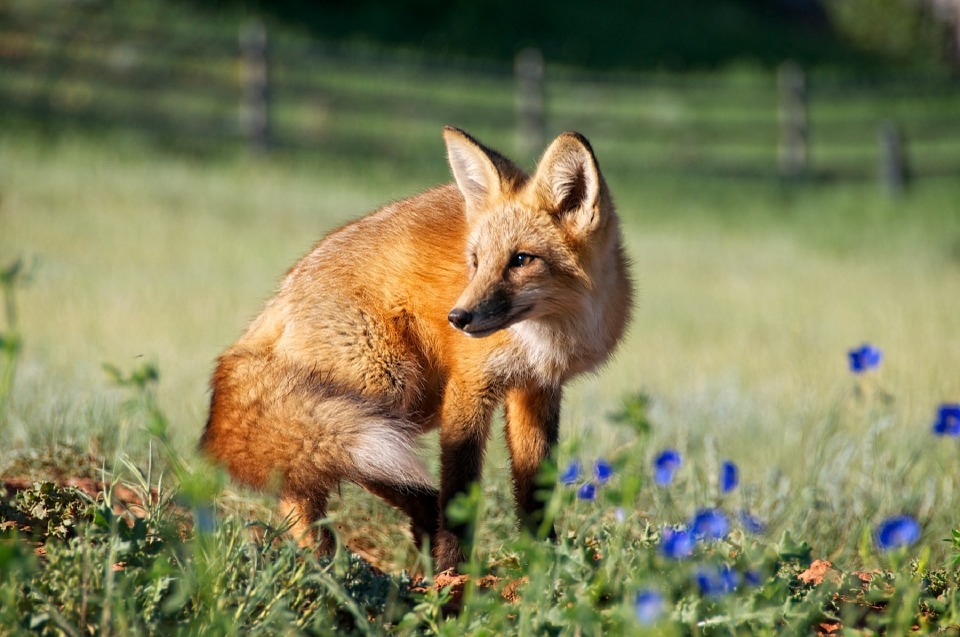 red-fox-871450_960_720